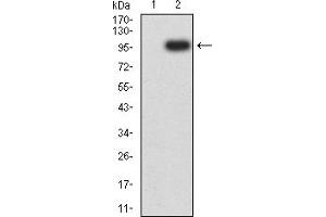 Western blot analysis using CD202B mAb against HEK293 (1) and CD202B (AA: 23-745)-hIgGFc transfected HEK293 (2) cell lysate.