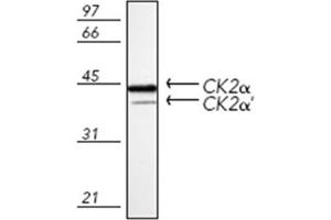 Western blot analysis of mouse spleen tissue extract, probed with Casein Kinase 2 alpha polyclonal antibody . (CSNK2A1/CK II alpha anticorps)