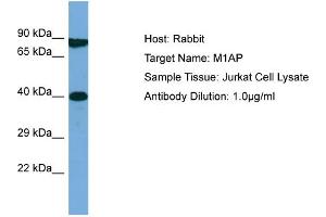 Meiosis 1 Associated Protein (M1AP) (Middle Region) anticorps