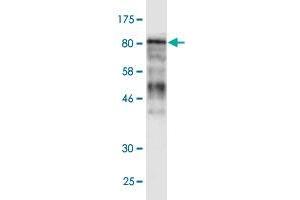 Western Blot detection against Immunogen (106.
