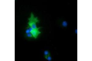 Anti-PEX5 mouse monoclonal antibody (ABIN2453450) immunofluorescent staining of COS7 cells transiently transfected by pCMV6-ENTRY PEX5 (RC202062). (PEX5 anticorps)