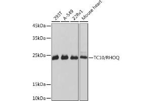 Western blot analysis of extracts of various cell lines, using TC10/RHOQ Rabbit mAb (ABIN7269869) at 1:1000 dilution. (RHOQ anticorps)