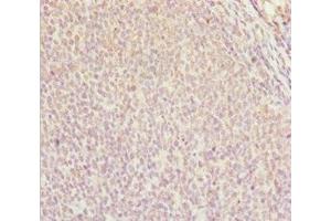 Immunohistochemistry of paraffin-embedded human tonsil tissue using ABIN7144963 at dilution of 1:100