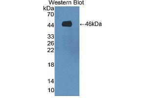 Figure. (SPAG1 anticorps  (AA 1-365))