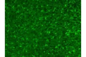 Adult rat cortex immunofluorescence. (ALDH1L1 anticorps  (AA 1-902))