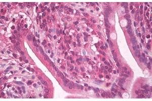 Image no. 4 for anti-KIT Ligand (KITLG) antibody (ABIN1500815) (KIT Ligand anticorps)