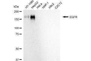Western blotting analysis using EGFR antibody (ABIN7798480). (Recombinant EGFR anticorps)