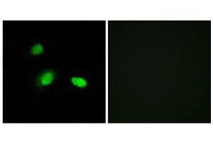 Immunofluorescence (IF) image for anti-Heat Shock 27kDa Protein 2 (HSPB2) (C-Term) antibody (ABIN1850392) (HSPB2 anticorps  (C-Term))