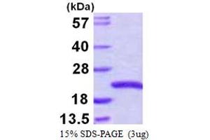 SDS-PAGE (SDS) image for Sorting Nexin 3 (SNX3) (AA 1-162) protein (His tag) (ABIN667480) (Sorting Nexin 3 Protein (SNX3) (AA 1-162) (His tag))