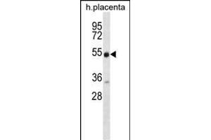 NRG3 Antibody  (ABIN1881587 and ABIN2840660) western blot analysis in human placenta tissue lysates (35 μg/lane). (Neuregulin 3 anticorps  (AA 688-717))
