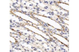 Immunohistochemistry analysis of paraffin-embedded rat kidney using,DLAT (ABIN7073661) at dilution of 1: 1000 (CYB561 anticorps)