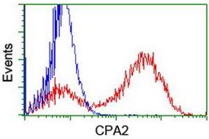Image no. 7 for anti-Carboxypeptidase A2 (Pancreatic) (CPA2) antibody (ABIN1497596)