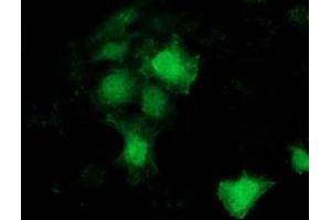 Immunofluorescence (IF) image for anti-Breast Cancer Anti-Estrogen Resistance 1 (BCAR1) antibody (ABIN1496833)