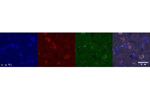 Immunohistochemistry (IHC) image for anti-Neuromedin U (NMU) antibody (ABIN7456027) (Neuromedin U anticorps)