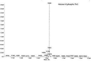 Mass Spectrometry (MS) image for Histone H3 (H3) (pThr3) protein (ABIN2669562)