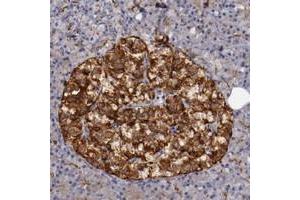 Immunohistochemical staining of human pancreas with STX3 polyclonal antibody  shows strong cytoplasmic positivity in islet cells at 1:200-1:500 dilution. (STX3 anticorps)