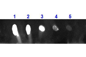Dot Blot for Rabbit Anti-MONKEY IgG 680 Conjugation Dot Blot for Rabbit Anti-MONKEY IgG 680 Conjugation. (Lapin anti-Singe IgG Anticorps (DyLight 680) - Preadsorbed)