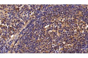 Detection of IL8 in Porcine Spleen Tissue using Polyclonal Antibody to Interleukin 8 (IL8)