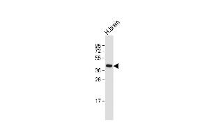 Anti-GFRAL Antibody (C-term) at 1:1000 dilution + Human brain whole cell lysate Lysates/proteins at 20 μg per lane. (GFRAL anticorps  (C-Term))