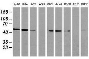 Image no. 5 for anti-Non-POU Domain Containing, Octamer-Binding (NONO) (AA 184-385) antibody (ABIN1491072) (NONO anticorps  (AA 184-385))