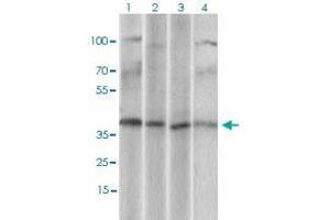 Western blot analysis of Lane 1: U937 cell lysate; Lane 2: Hela cell lysate; Lane 3: HepG2 cell lysate; Lane 4: Jurkat cell lysate with CD68 monoclonal antibody, clone 3F7D3  at 1:500-1:2000 dilution. (CD68 anticorps  (AA 42-155))