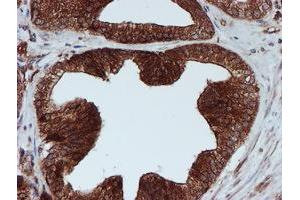 Image no. 8 for anti-Sec1 Family Domain Containing 1 (SCFD1) antibody (ABIN1500818) (SCFD1 anticorps)