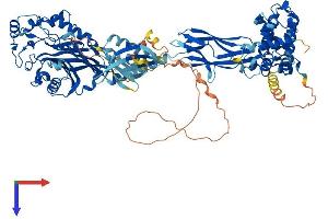 AlphaFold protein structure predicition of Human Recombinant OCRL Protein, UniprotID Q01968