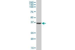 SDSL MaxPab polyclonal antibody. (SDSL anticorps  (AA 1-329))