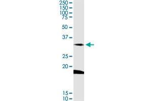 DARC MaxPab rabbit polyclonal antibody.