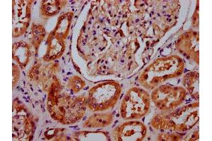 IHC image of ABIN7143409 diluted at 1:400 and staining in paraffin-embedded human kidney tissue performed on a Leica BondTM system. (APMAP anticorps  (AA 134-240))