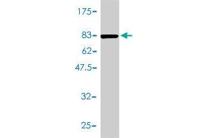Western Blot detection against Immunogen (70. (Aminoacylase 1 anticorps  (AA 1-408))