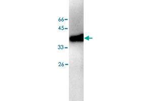 Western blot analysis of HEK293 whole cell lystae with ALDOB monoclonal antibody, clone 10  at 1:500 dilution. (ALDOB anticorps)