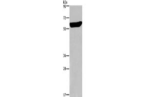 Gel: 6 % SDS-PAGE,Lysate: 40 μg,Primary antibody: ABIN7190535(EGR4 Antibody) at dilution 1/300 dilution,Secondary antibody: Goat anti rabbit IgG at 1/8000 dilution,Exposure time: 30 seconds (EGR4 anticorps)