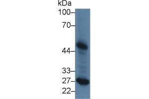 Western Blot; Sample: Canine Liver lysate; Primary Ab: 2µg/ml Rabbit Anti-Canine LpPLA2 Antibody Second Ab: 0. (PLA2G7 anticorps  (AA 22-444))