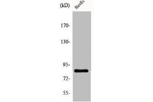 Western Blot analysis of HuvEc cells using ALS2CR8 Polyclonal Antibody (CDKN2AIP anticorps  (Internal Region))