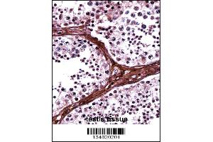 BRD1 Antibody immunohistochemistry analysis in formalin fixed and paraffin embedded human testis tissue followed by peroxidase conjugation of the secondary antibody and DAB staining.