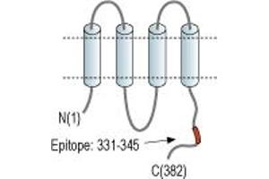 Gap Junction Protein, alpha 1, 43kDa (GJA1) peptide