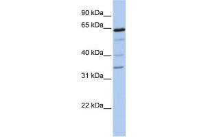 Western Blotting (WB) image for anti-UDP-N-Acetyl-alpha-D-Galactosamine:polypeptide N-Acetylgalactosaminyltransferase-Like 1 (GALNTL1) antibody (ABIN2459301) (GALNTL1 anticorps)