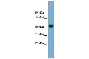 Western Blot showing SERPINI2 antibody used at a concentration of 1.