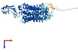 AlphaFold protein structure predicition of Human Recombinant SLC22A5 Protein, UniprotID O76082