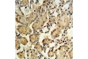XBP1 antibody IHC analysis in formalin fixed and paraffin embedded mouse kidney tissue. (XBP1 anticorps  (AA 62-91))