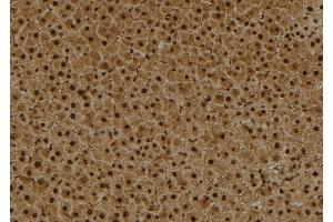 ABIN6273993 at 1/100 staining Rat liver tissue by IHC-P. (BCL6 anticorps  (Internal Region))