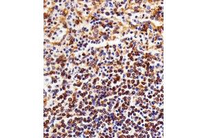 Immunohistochemical analysis of paraffin-embedded H.