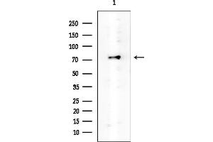 anti-Kin of IRRE Like 2 (Drosophila) (KIRREL2) antibody