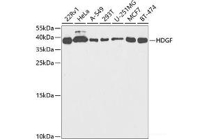 Western blot analysis of extracts of various cell lines using HDGF Polyclonal Antibody at dilution of 1:1000. (HDGF anticorps)