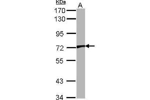WB Image Sample (30 ug of whole cell lysate) A: NIH-3T3 7.