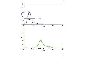 Flow cytometric analysis of hela cells using GS Antibody (C-term)(bottom histogram) coared to a negative control cell (top histogram)FITC-conjugated goat-anti-rabbit secondary antibodies were used for the analysis.