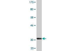 Western Blot detection against Immunogen (33 KDa) .