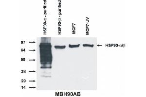 Western blotting analysis of Hsp90 alpha and beta protein by antibody MBH90AB to both Hsp90 isoform. (HSP90 alpha/beta anticorps  (N-Term))