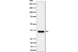 Western blot analysis of Cyclin H/p34 expression in A431 cell lysate.